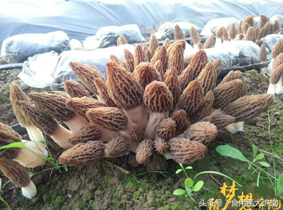 羊肚菌种植季节来临，一场培训收费8000元，你学到了多少