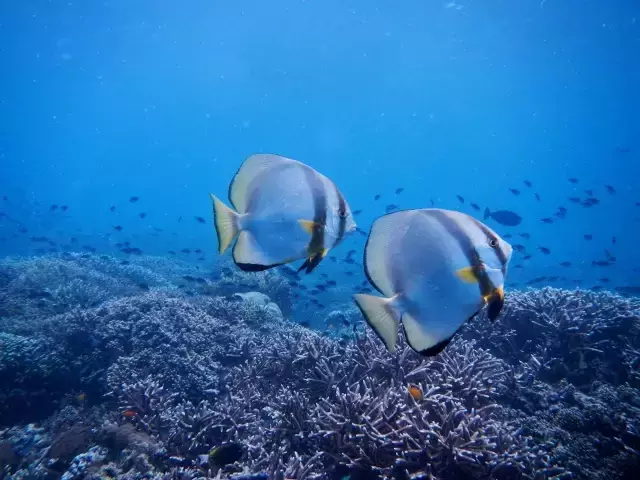 有生之年系列：漂浮在空中的岛屿，海上天堂仙本那！