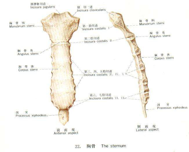 解剖学知识汇总