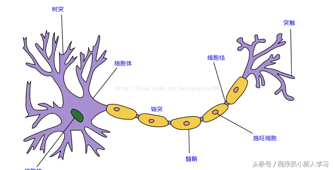 深度学习算法之BP神经网络 详细公式推导