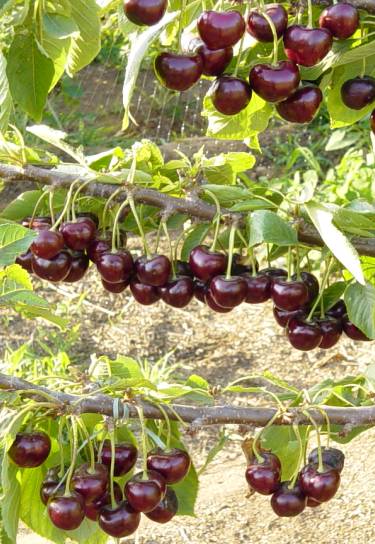 常见的樱桃品种