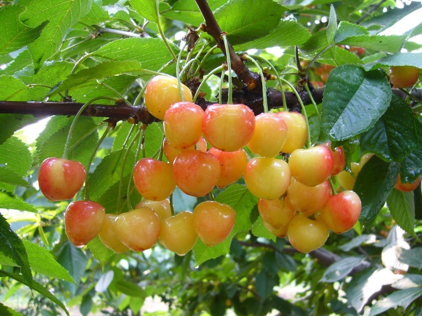 大樱桃种类大全,你吃过哪种?哪种最甜?