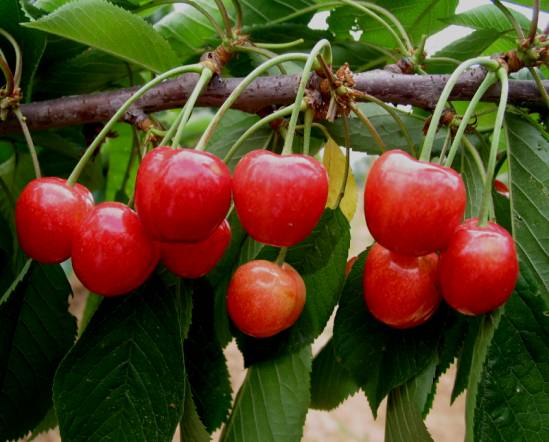 大樱桃种类大全,你吃过哪种?哪种最甜?