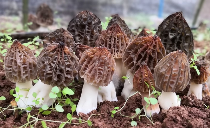 一个羊肚菌培训班为何引来全国各地350人参加？