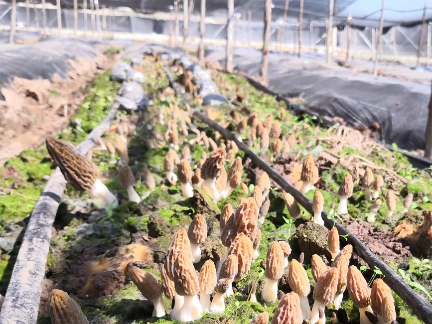 一个羊肚菌培训班为何引来全国各地350人参加？