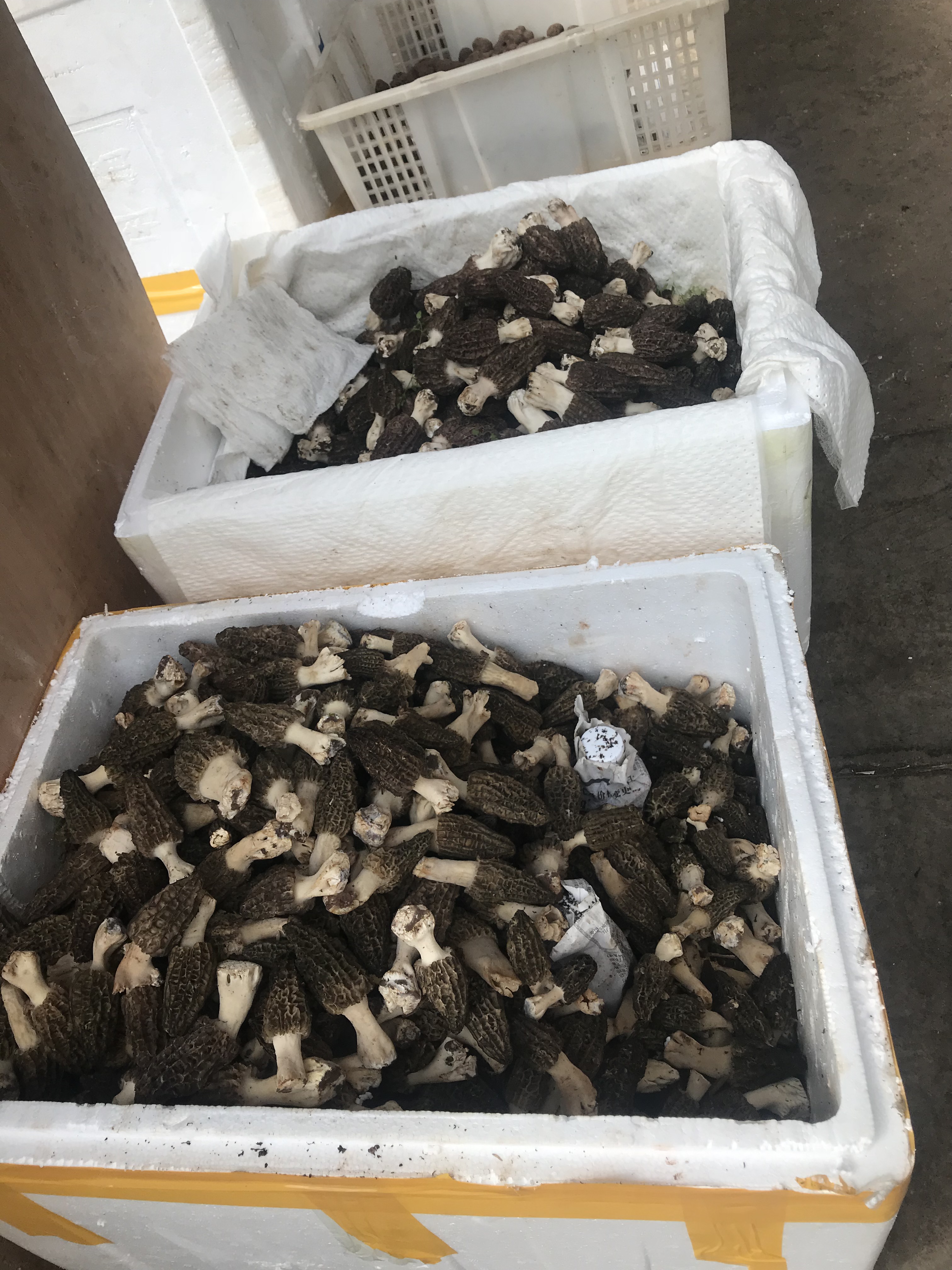 一个羊肚菌培训班为何引来全国各地350人参加？