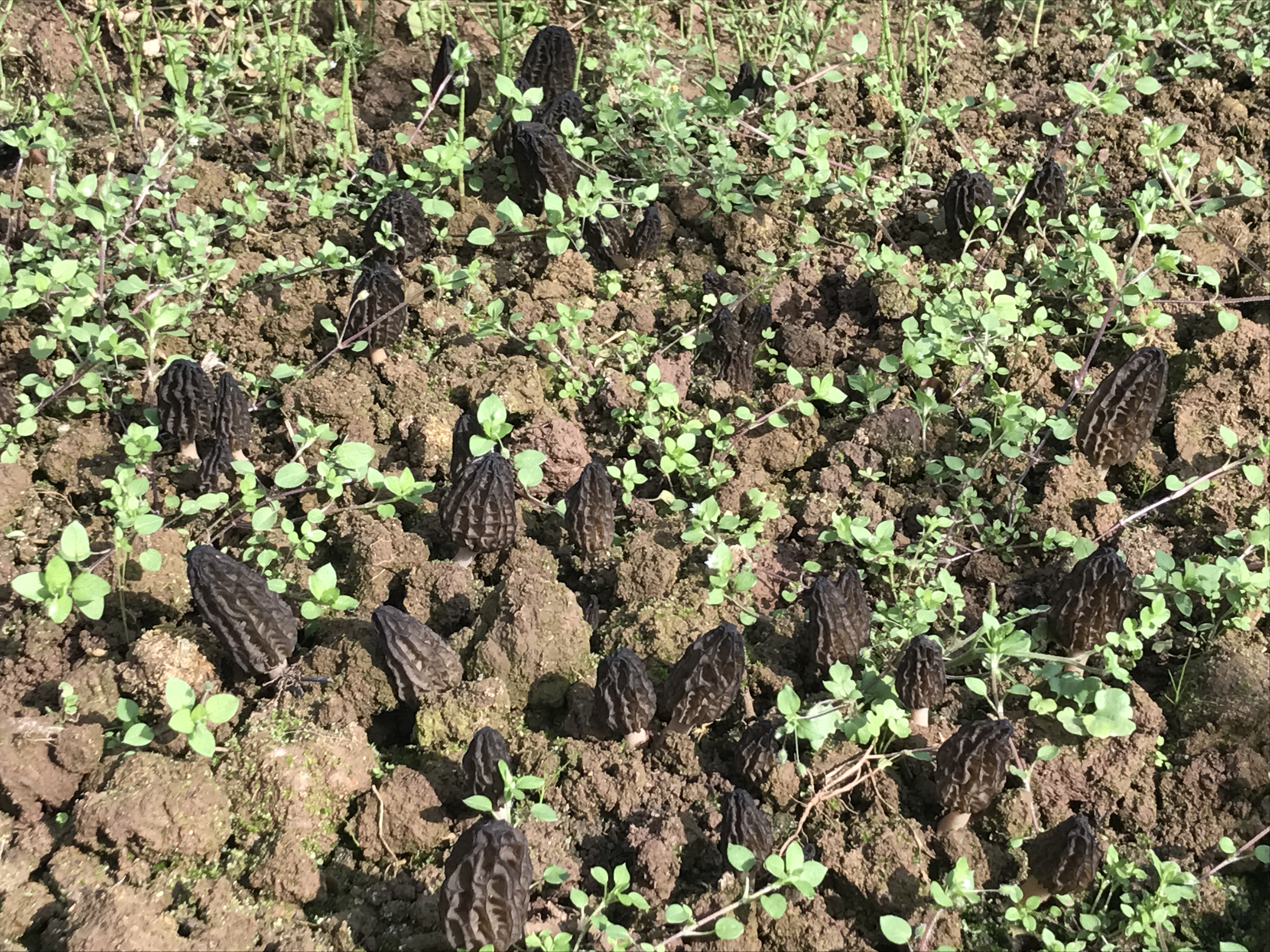 一个羊肚菌培训班为何引来全国各地350人参加？