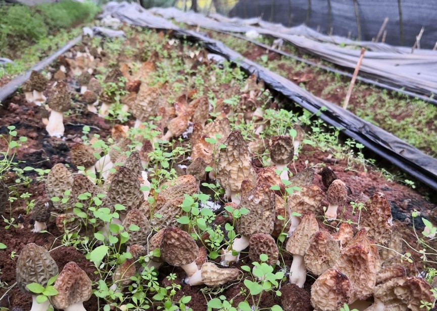 一个羊肚菌培训班为何引来全国各地350人参加？