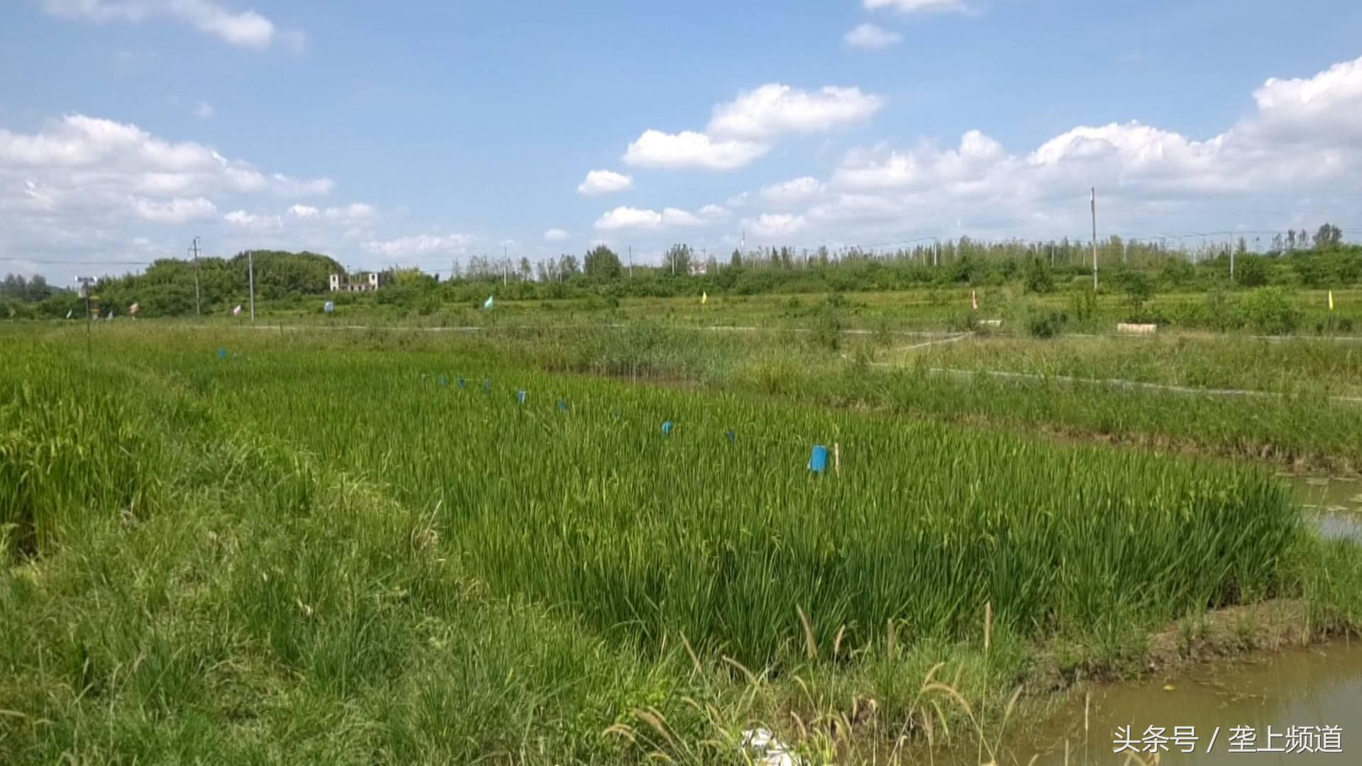 “智慧农田”让农民当甩手掌柜！手机app在手，农田灌溉不再愁！