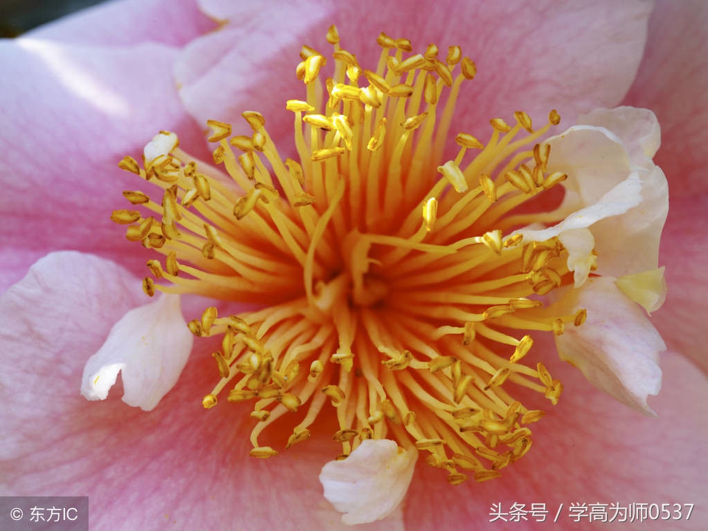 所向披靡什么意思（成语解析之所向披靡的含义）