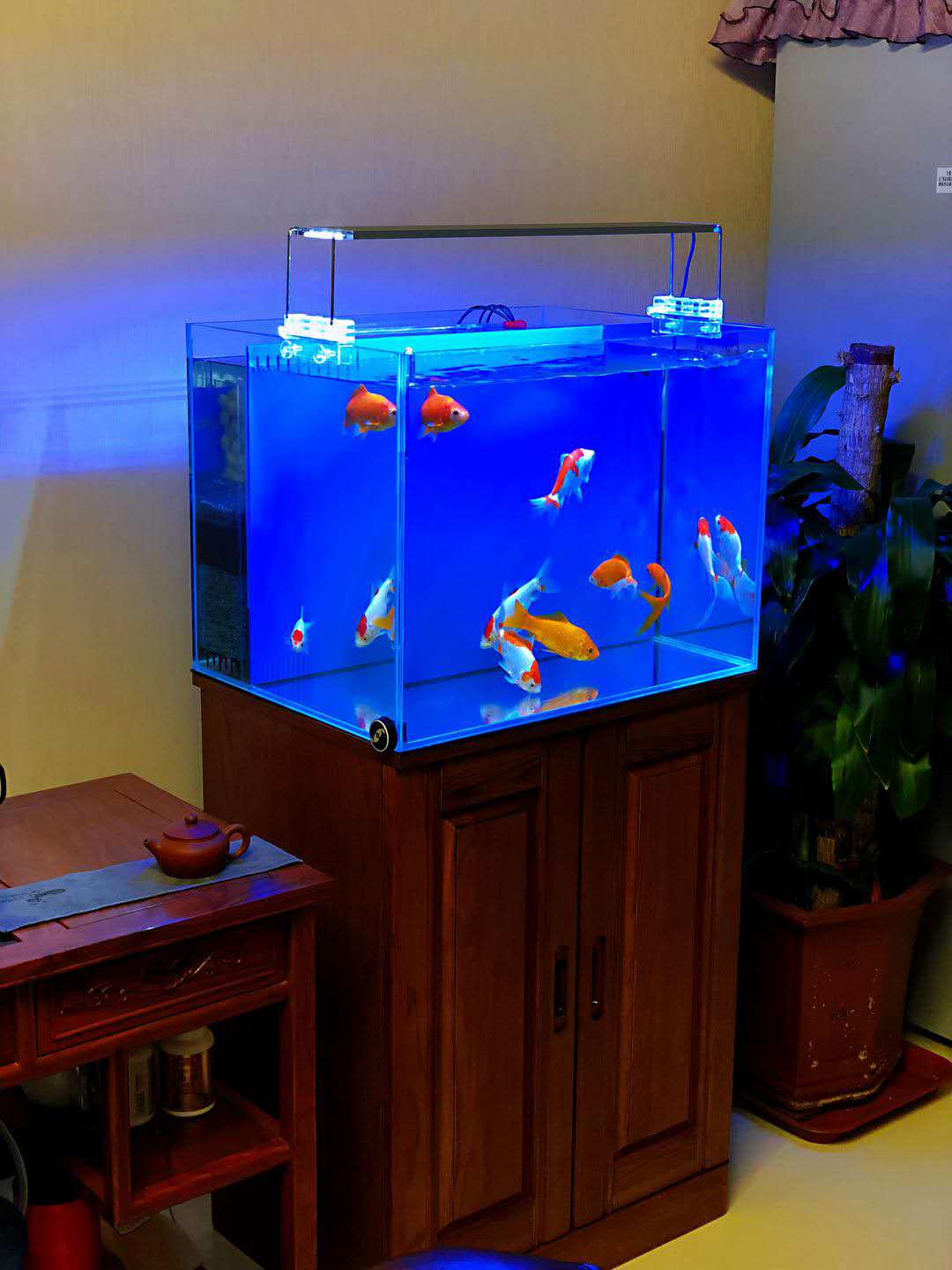 4,如果想要养出状态,请给他们加装过滤系统,要么你的鱼缸就得足够大.