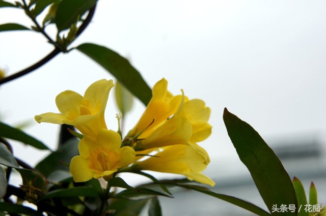 茉莉花耐寒多少度（茉莉花耐寒多少度最好）-大连信息网