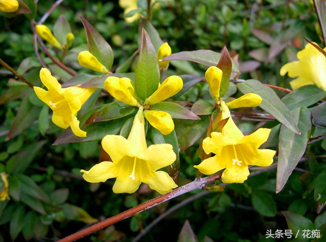 茉莉花耐寒多少度（茉莉花耐寒多少度最好）-第4张图片-昕阳网