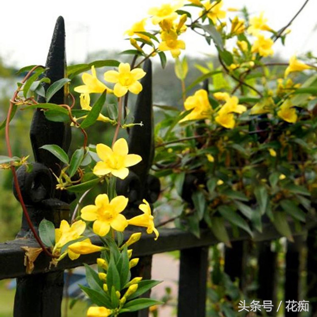 茉莉花耐寒多少度（茉莉花耐寒多少度最好）-大连信息网