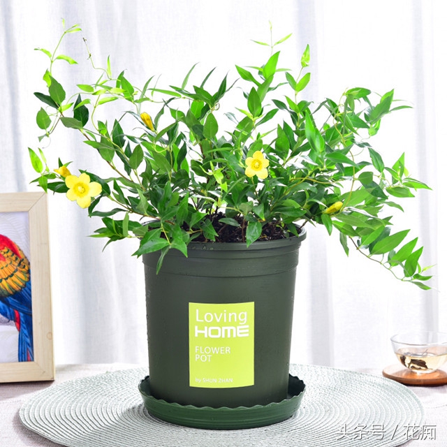 茉莉花耐寒多少度（茉莉花耐寒多少度最好）-大连信息网