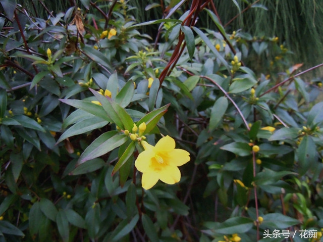 茉莉花耐寒多少度（茉莉花耐寒多少度最好）-第8张图片-大连信息网