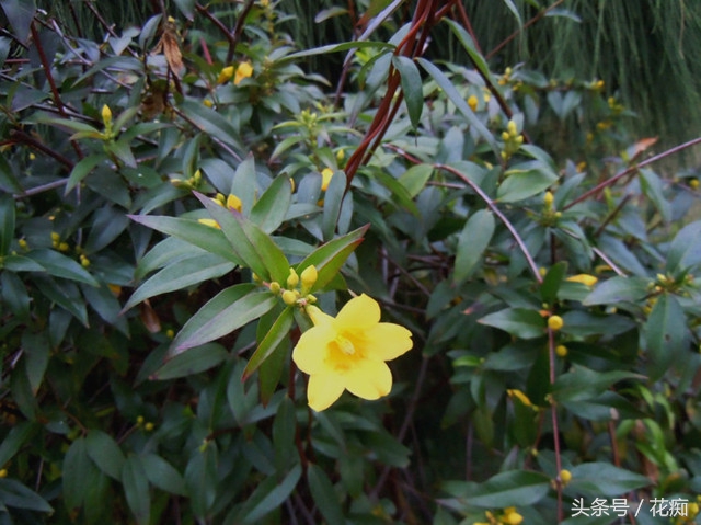 茉莉花耐寒多少度（茉莉花耐寒多少度最好）-第8张图片-昕阳网