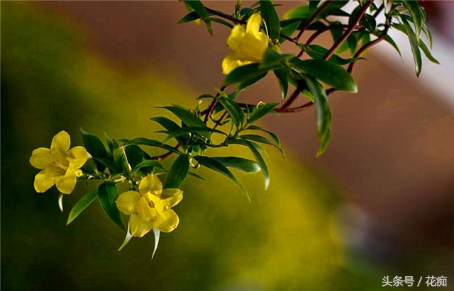 茉莉花耐寒多少度（茉莉花耐寒多少度最好）-第11张图片-大连信息网