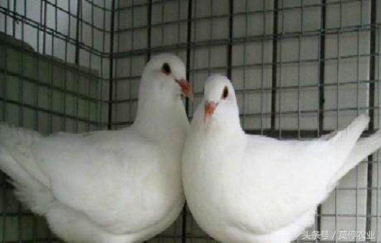 肉鸽为什么会产软壳蛋？肉鸽下软蛋的原因及防治方法