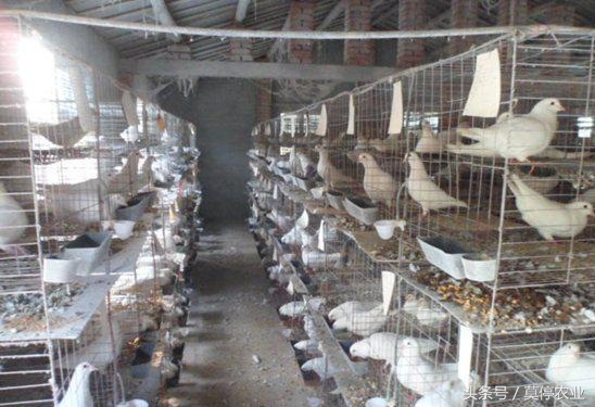 肉鸽为什么会产软壳蛋？肉鸽下软蛋的原因及防治方法