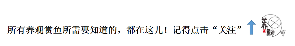 龙鱼多少钱？揭秘龙鱼价格体系，其实500元也能入手金龙鱼