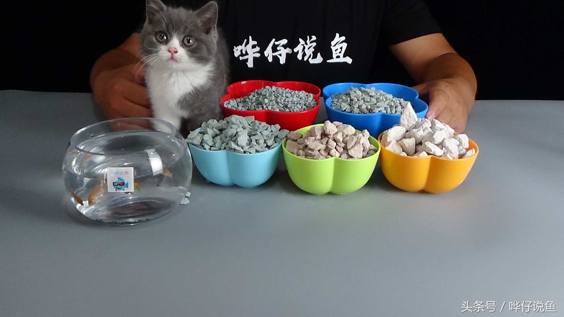 锦鲤饲养全攻略：掌握关键技巧轻松养活