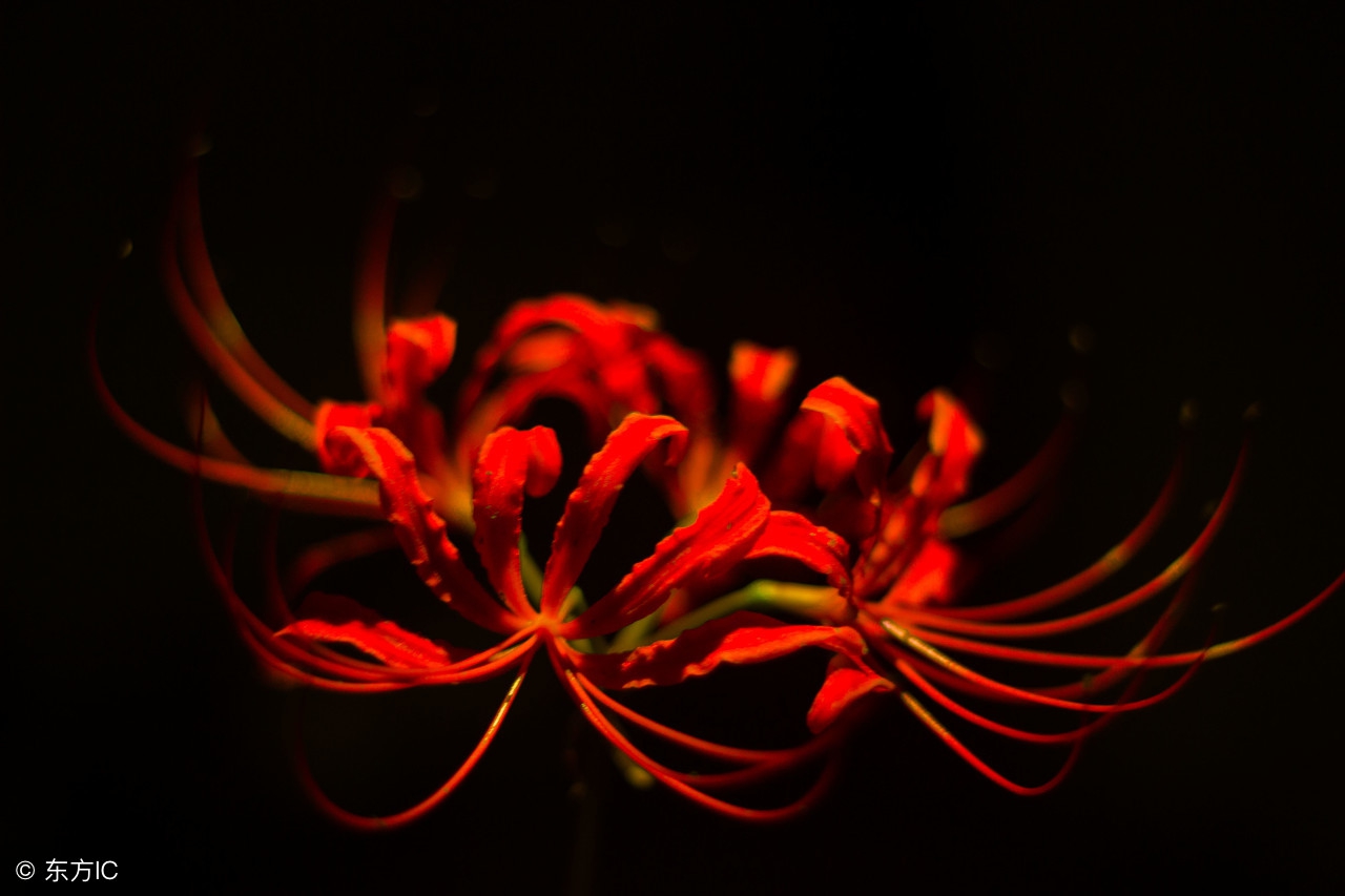 彼岸花的句子(彼岸花句子悲伤简短 )