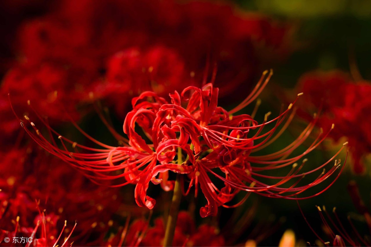 彼岸花句子悲伤签名,彼岸花句子悲伤简短_爱阅读