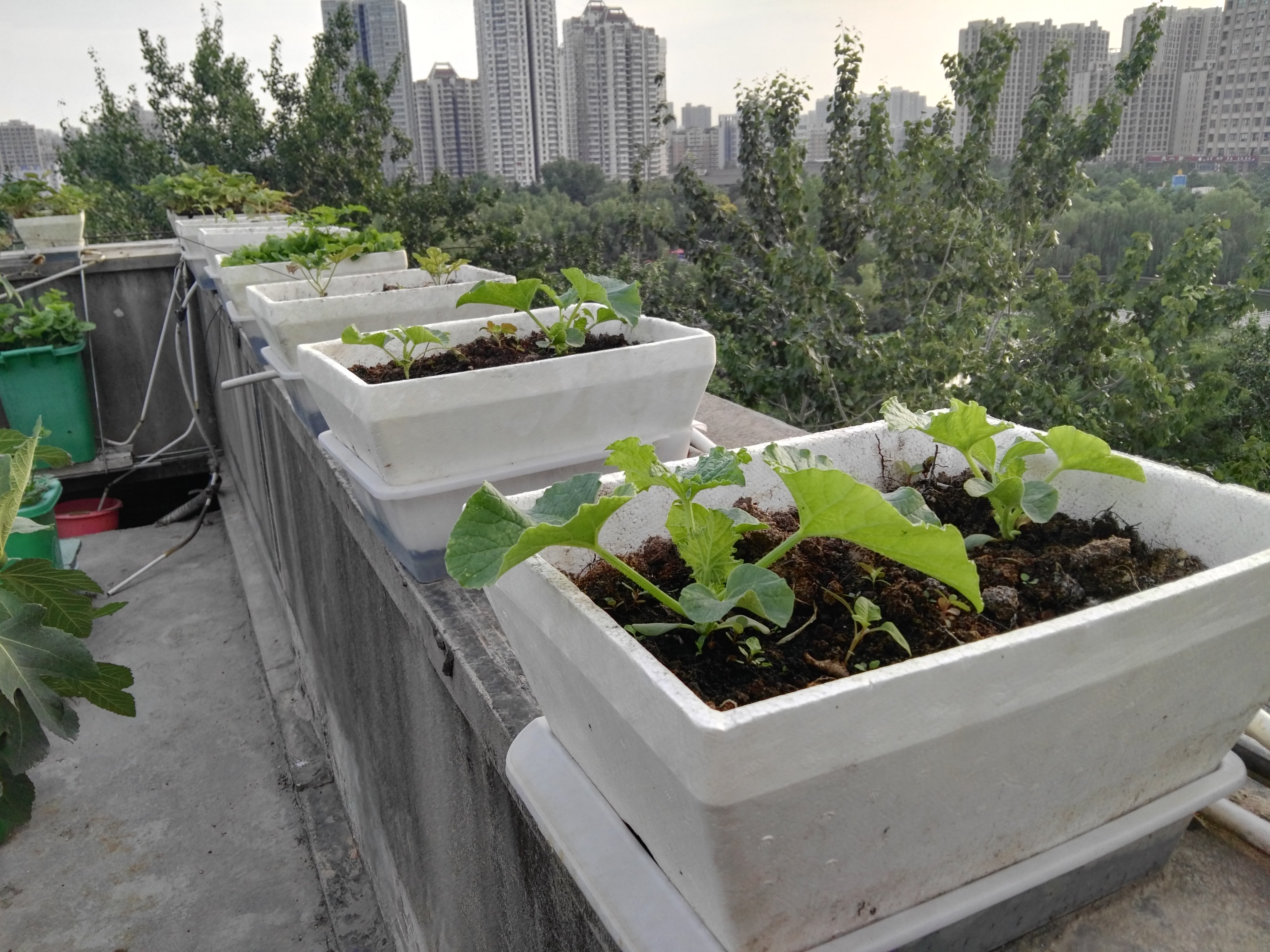 楼顶种甜瓜,比西瓜更容易成功