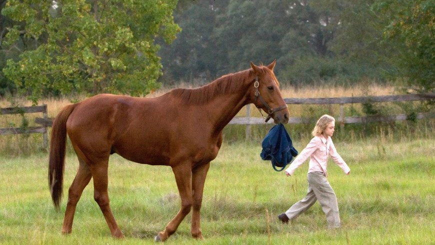《梦想驰骋》：一个人一匹马强强联手，缔造属于他们的辉煌
