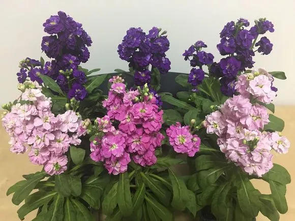 要想家里风水好，选花的颜色也重要！你摆对了吗？