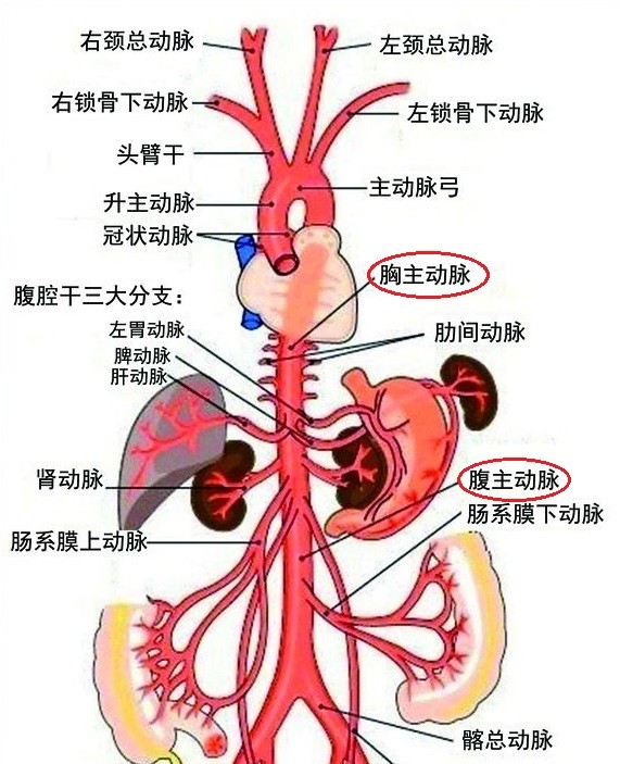 从三文鱼和虹鳟鱼之争，看保险合同条款中的“歧义”！