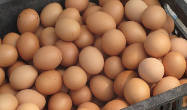 铁岭地区今日鸡蛋价格「唐山地区今日鸡蛋价格」
