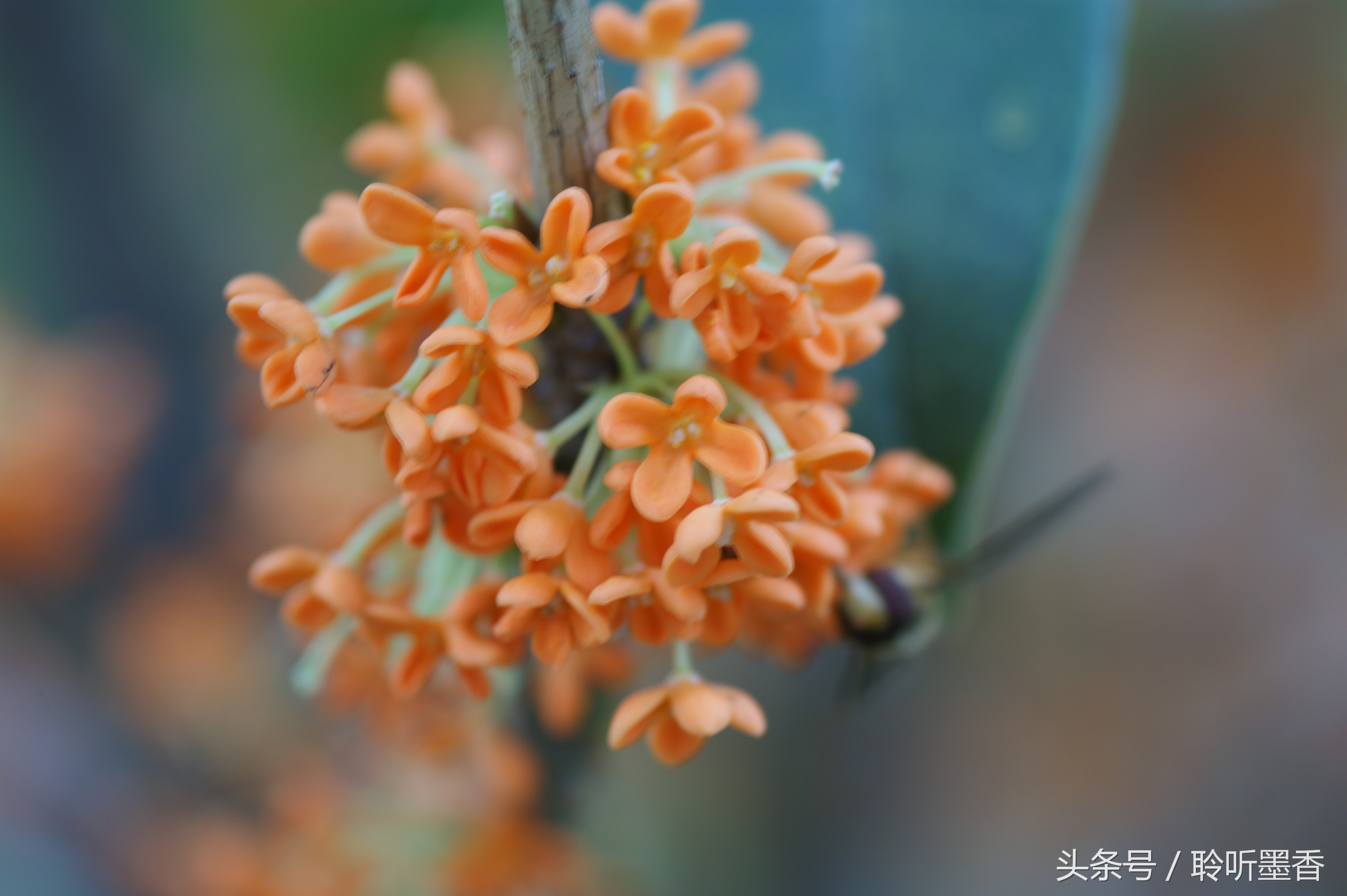 人闲桂花落，夜静春山空 月出惊山鸟，时鸣春涧中