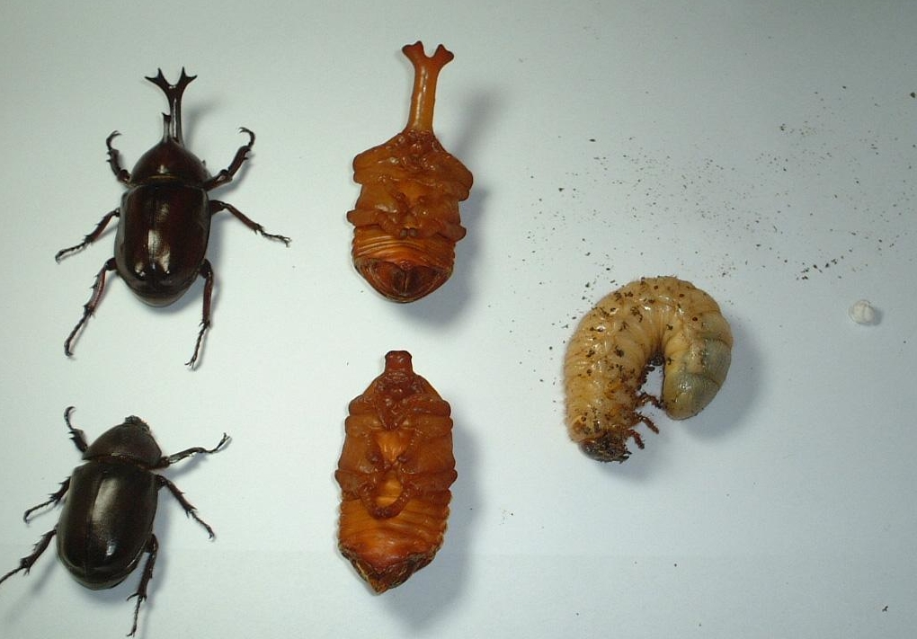 物种百科:独角仙