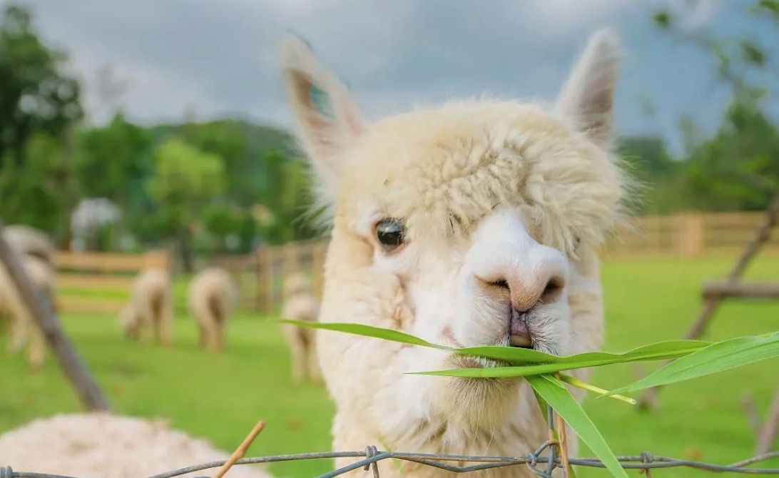河马生活节又要来啦,从美食联合国到萌宠牧场