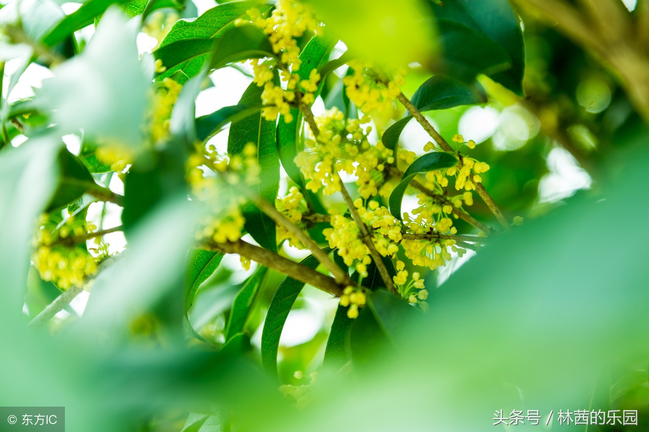 歌詠桂花的12首絕美詩詞,八月桂花香,妙筆繪芳姿