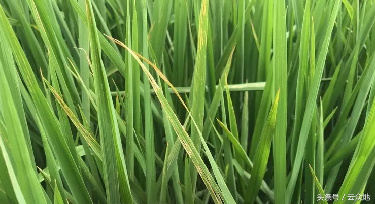 细菌性条斑病,水稻条斑病用什么药|admin_人人点