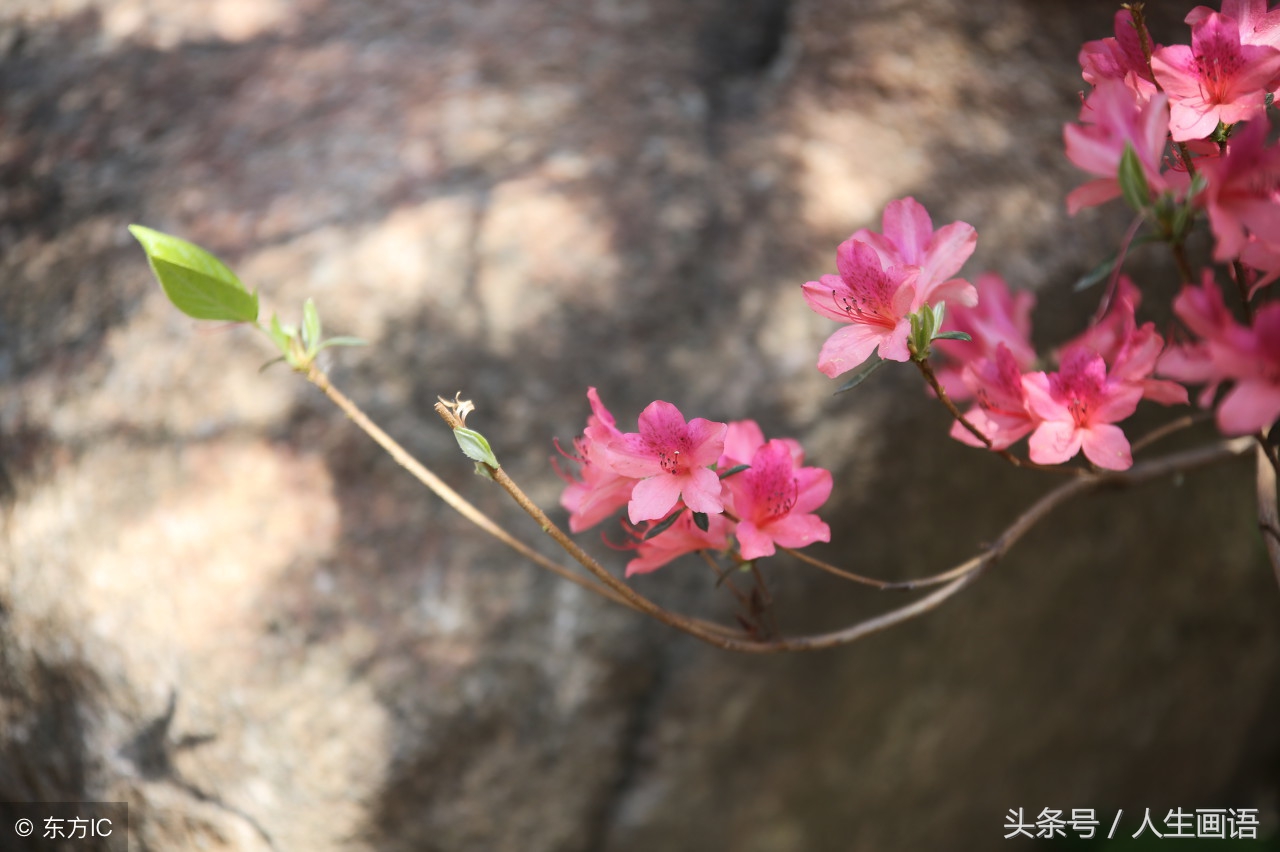 古典有雅致唯美的古风诗句,让人流连忘返