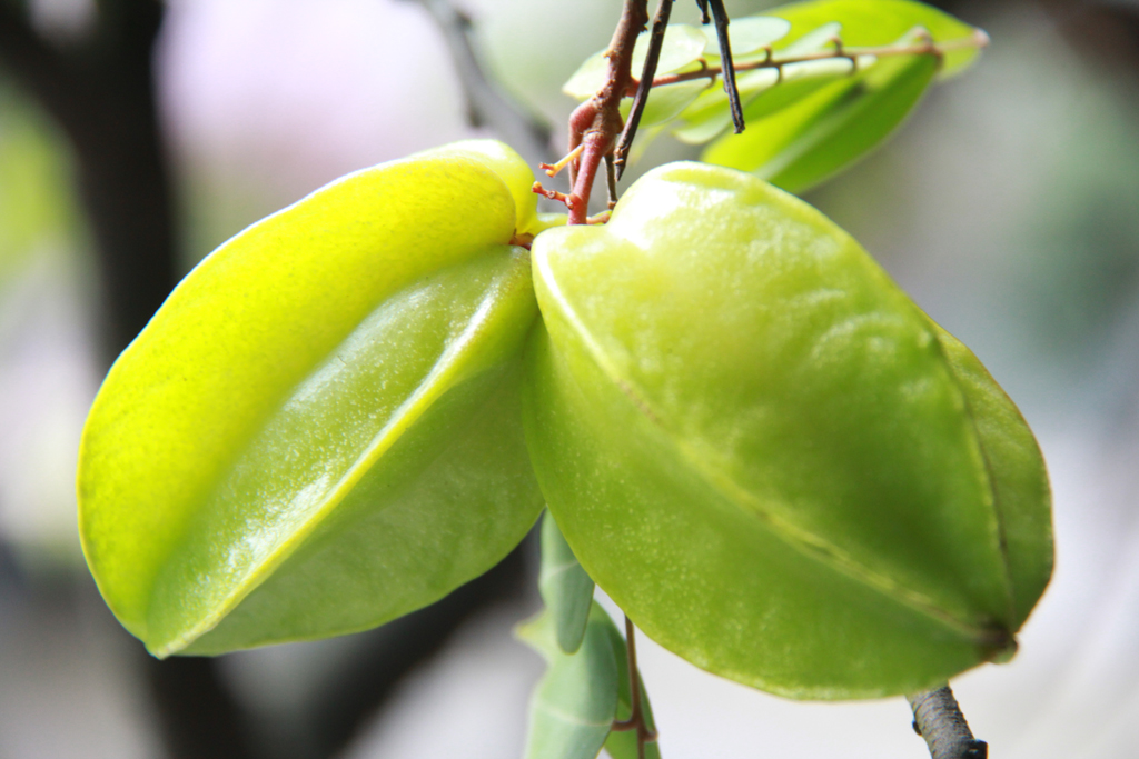 杨桃的功效与作用吃法 三种人千万别吃杨桃-有深度有内涵的一个小网站
