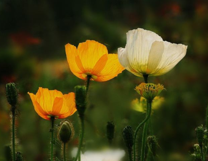 牡丹罂粟：花大色艳、美丽的牡丹罂粟，快来看看吧