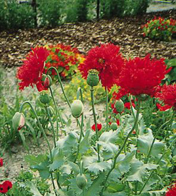 牡丹罂粟:花大色艳,美丽的牡丹罂粟,快来看看吧