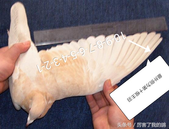 教你鸽子翅膀主羽和副羽的怎么数