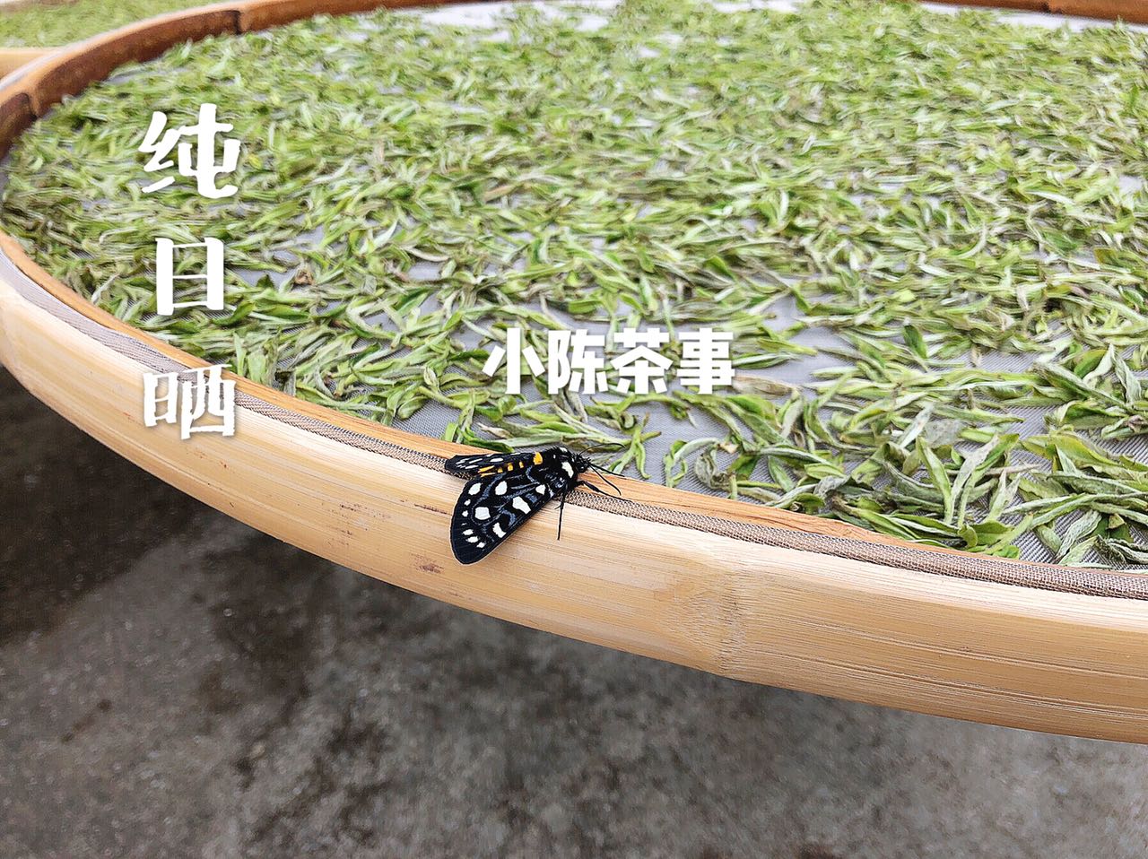 白茶是绿茶吗（绿茶和白茶是截然不同的两类茶）