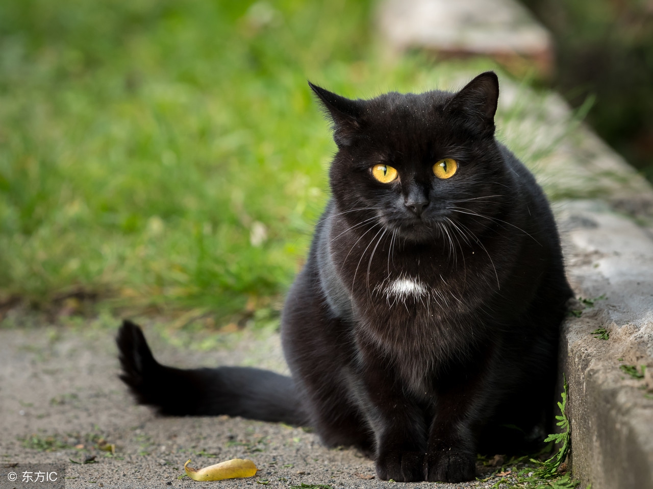 老人去世，守灵遇黑猫，随去世老人回魂真实讲述