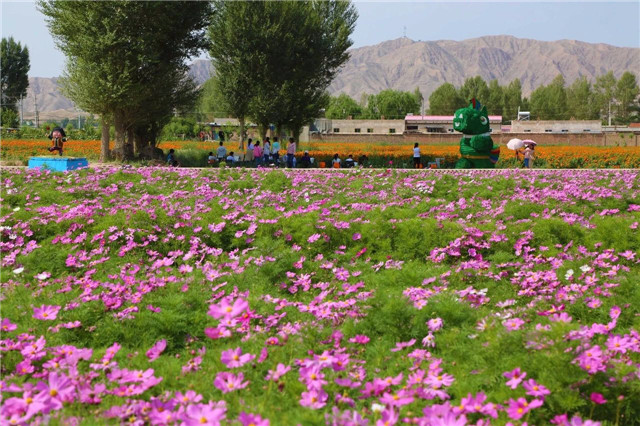 这个季节的山丹遍地花海