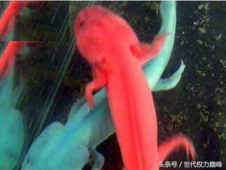 六角龙鱼正确的喂食方法（六角龙鱼怎么分公母）-大连信息网