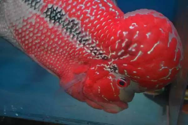 罗汉鱼不起头,心态很重要!