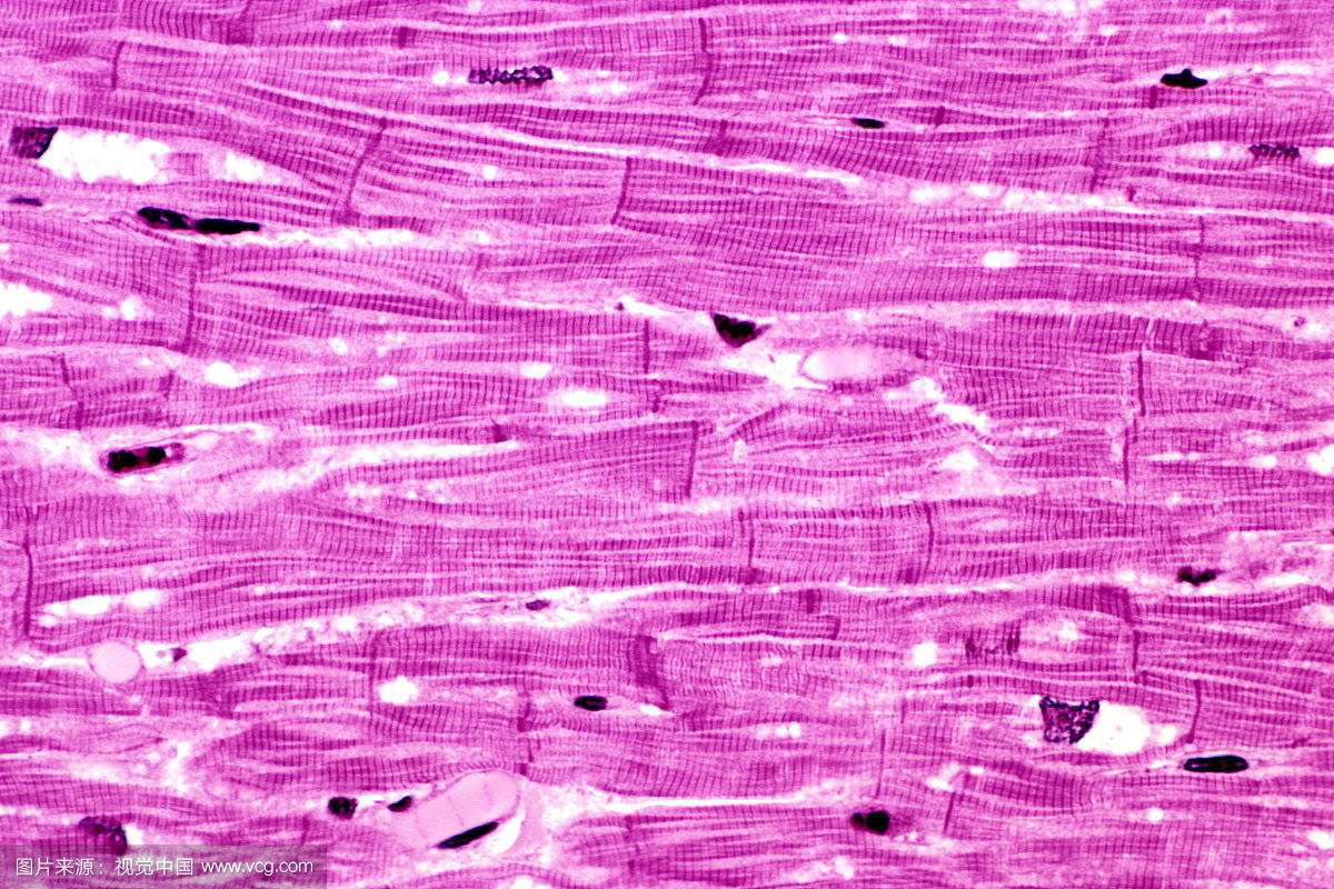 《人体解剖学》心肌