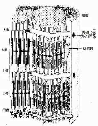 《人体解剖学》心肌